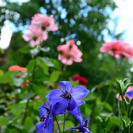 ريتشارد لوفينهارتس فندق